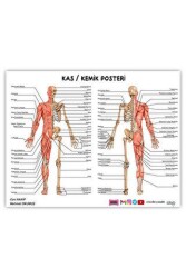 2024 ÖABT Beden Eğitimi Öğretmenliği Kas-Kemik Posteri - Yargı Yayınevi