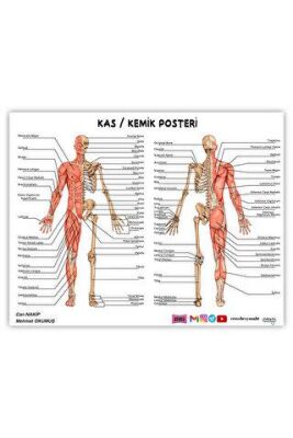 2024 ÖABT Beden Eğitimi Öğretmenliği Kas-Kemik Posteri - 1