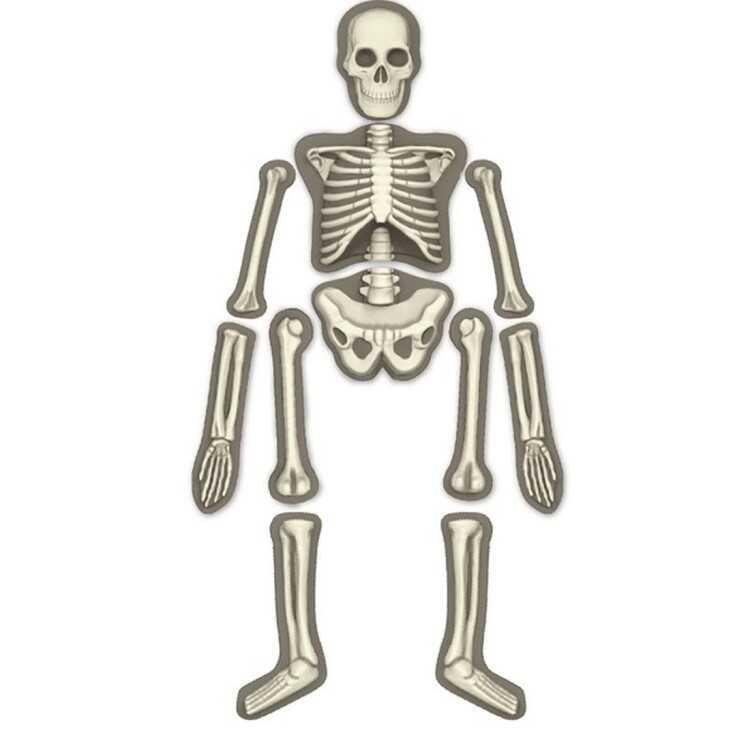 4M Glow Human Skeleton Parlayan İskelet - 2