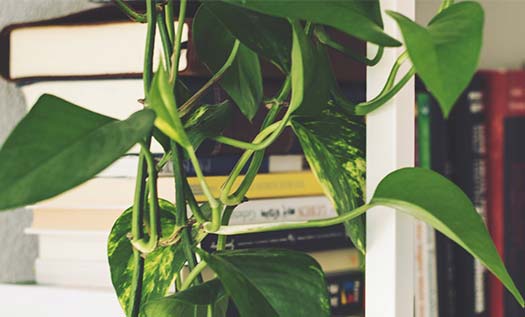 Ekoloji Kitapları Nereden Alınır