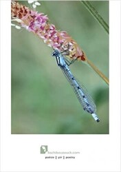 Böcekçiler Çarşısı - Ozan Yayıncılık