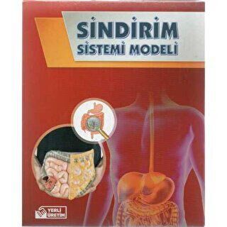 Bozkırlı Eğitim Sindirim Sistemi Modeli Yapım Seti - 1