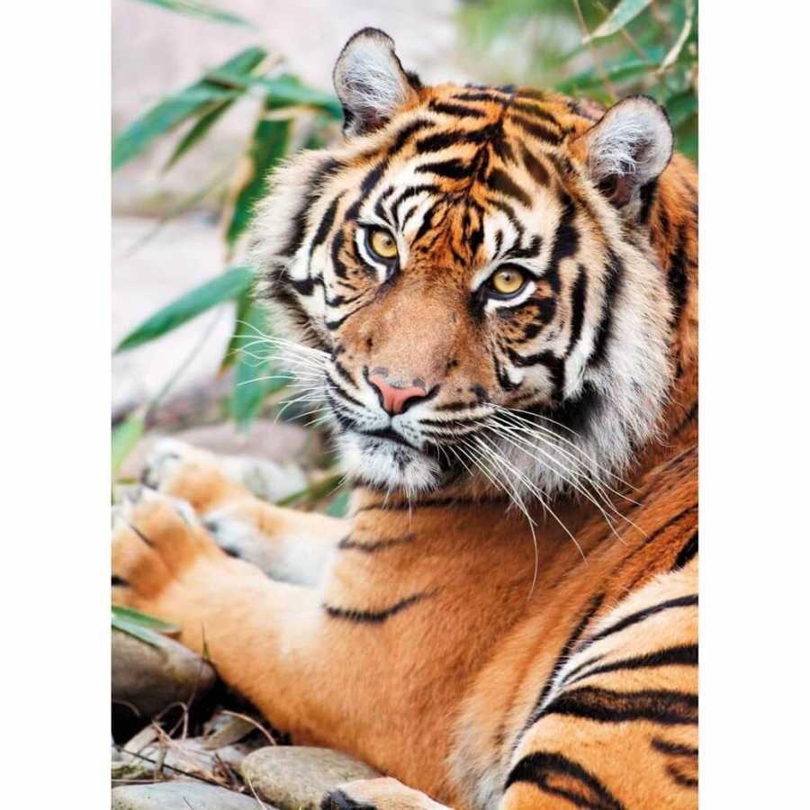Clementoni Puzzle Sumatran Tiger 1000 Parça