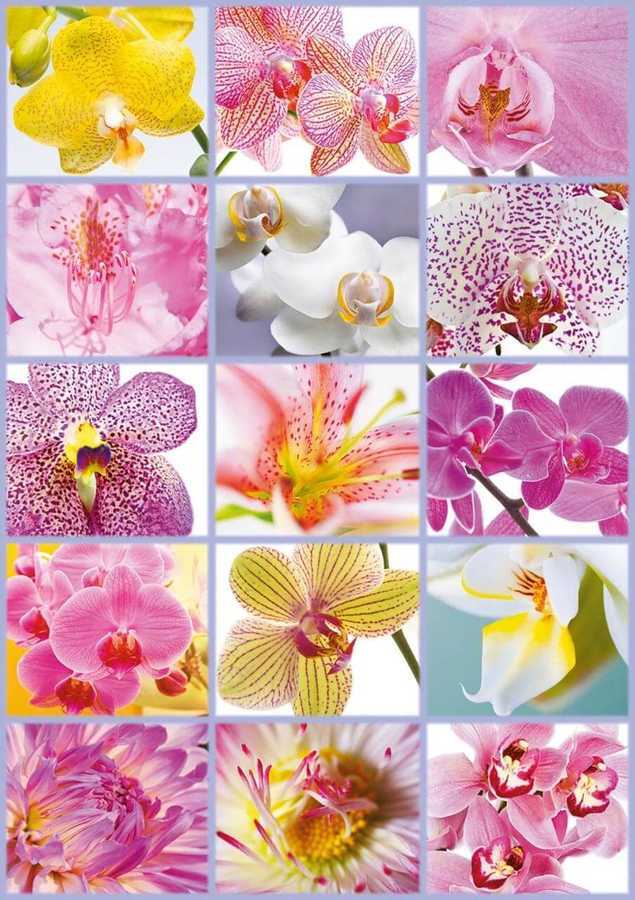 Educa Puzzle - 1500 Parça - Collage Of Flowers