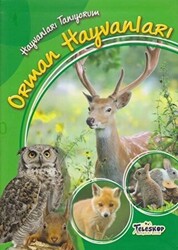 Hayvanları Tanıyorum - Orman Hayvanları - Teleskop Popüler Bilim