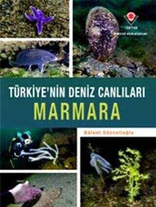 Marmara - Türkiye`nin Deniz Canlıları