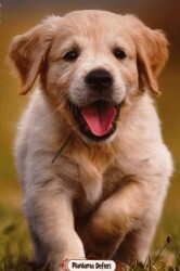 Neşeli Dostlar - Süresiz Planlama Defteri - Halk Kitabevi