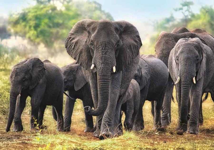 Trefl Puzzle 1000 Parça African Elephants
