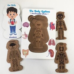 Vücudumuz Sistemleri Erkek Eğitici Öğretici Geliştirici Boyanabilir Ahşap - 3